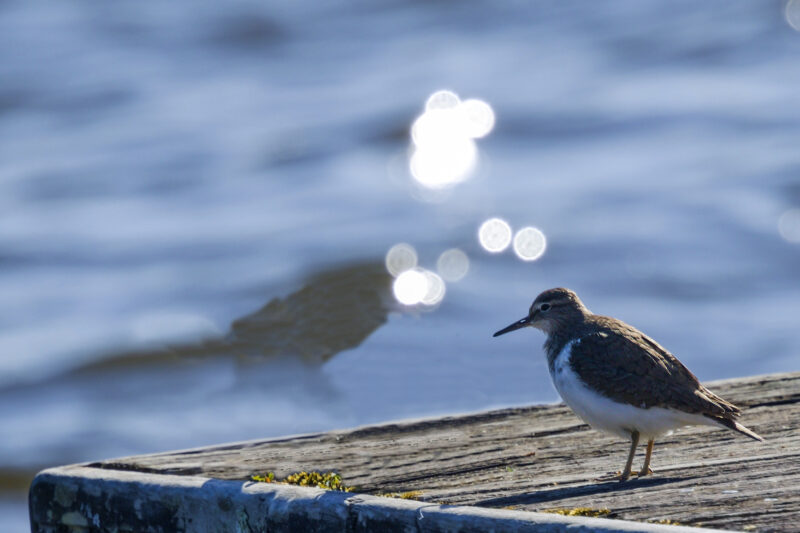 Chevalier guignette faisant sa toilette sur le ponton de Port Barbe